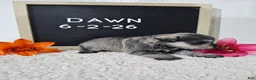 Miniature Schnauzer dogs for sale: Dawn - Ad 8