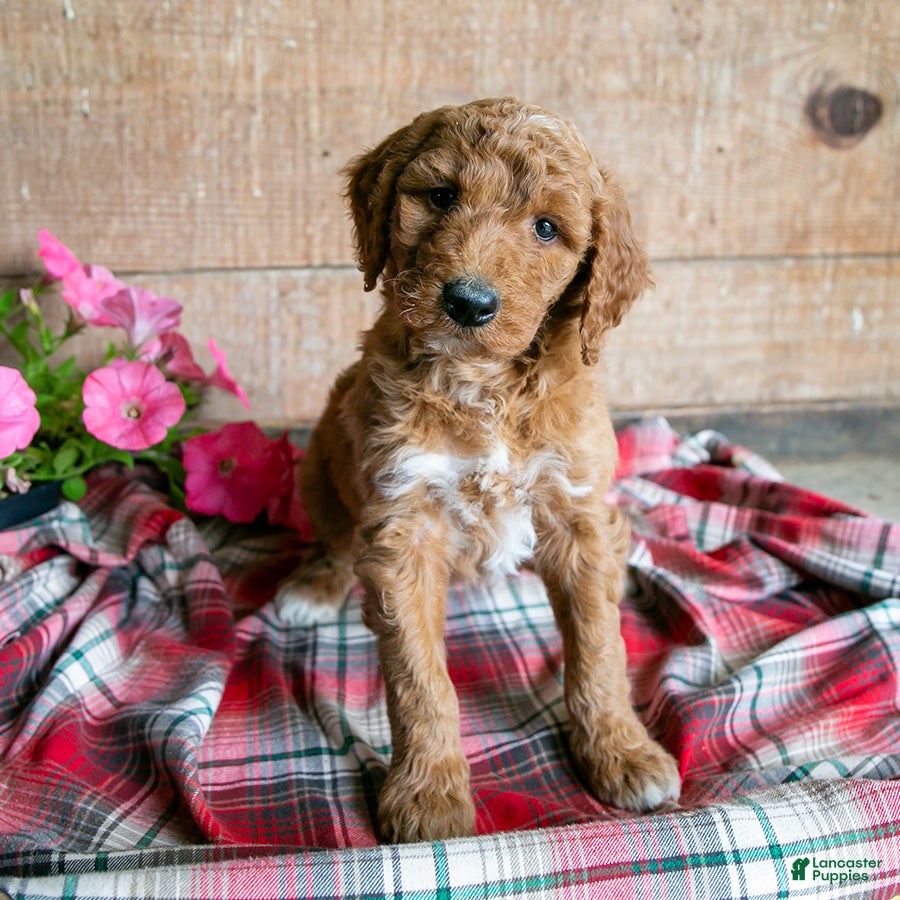 Goldendoodle dogs for sale: Sally - Ad 2