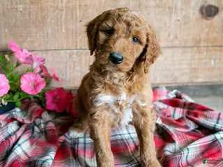 Goldendoodle dogs for sale: Sally - Ad 2