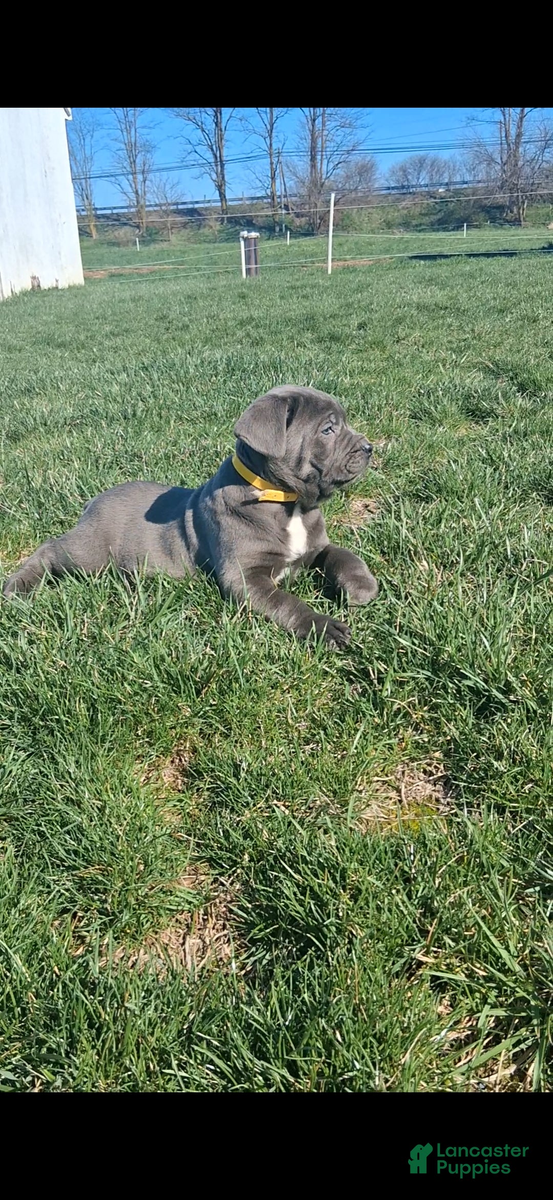 Cane Corso dogs Titan - Ad 2