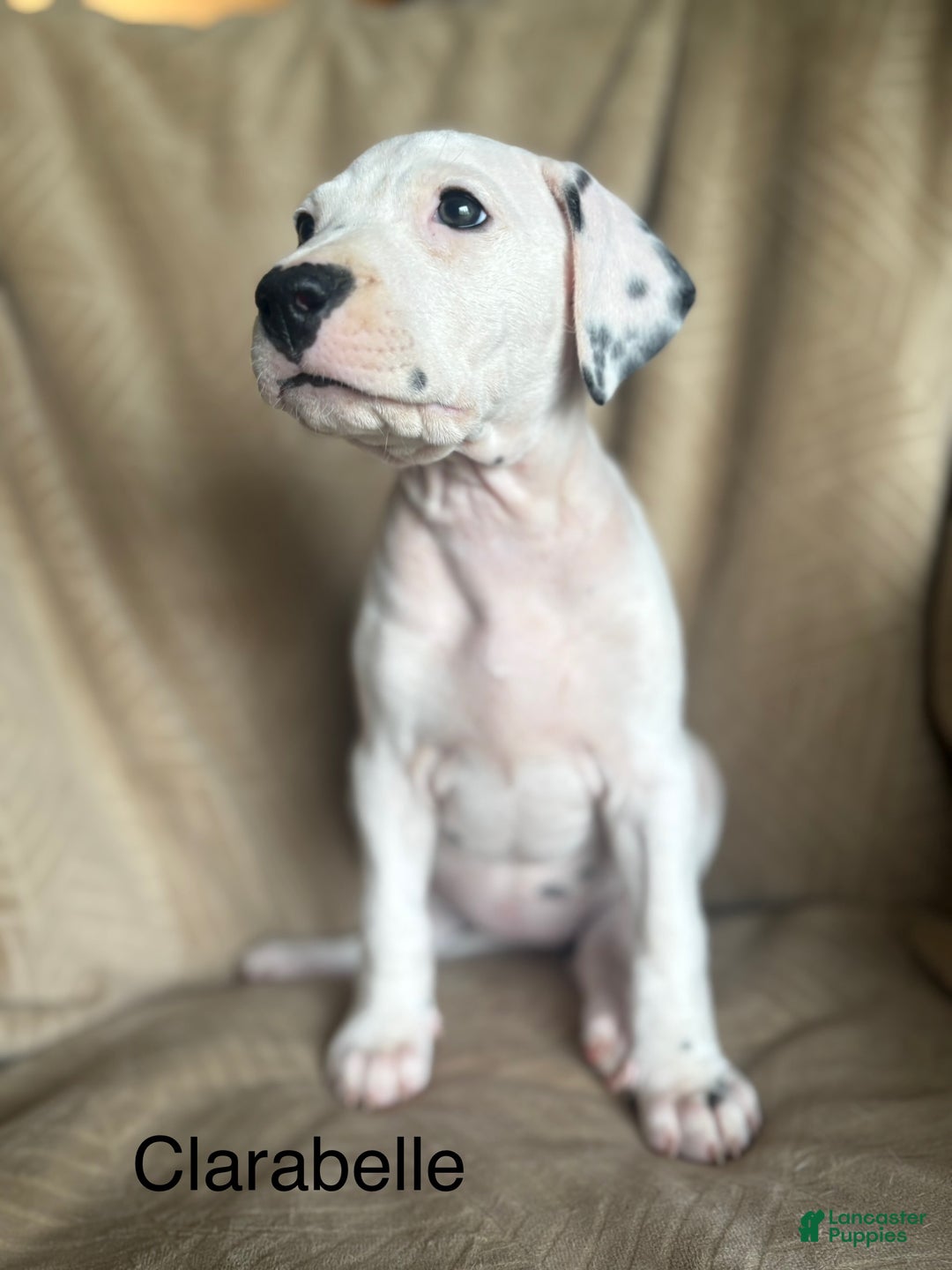 Mixed Breed dogs for sale: Samuel - Ad 19