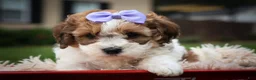 Cavachon dogs for sale: Hallie🎀 - Ad 6