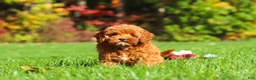 Cockapoo dogs for sale: Willow - Ad 9