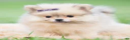 Pomeranian dogs for sale: Josephine - Ad 2