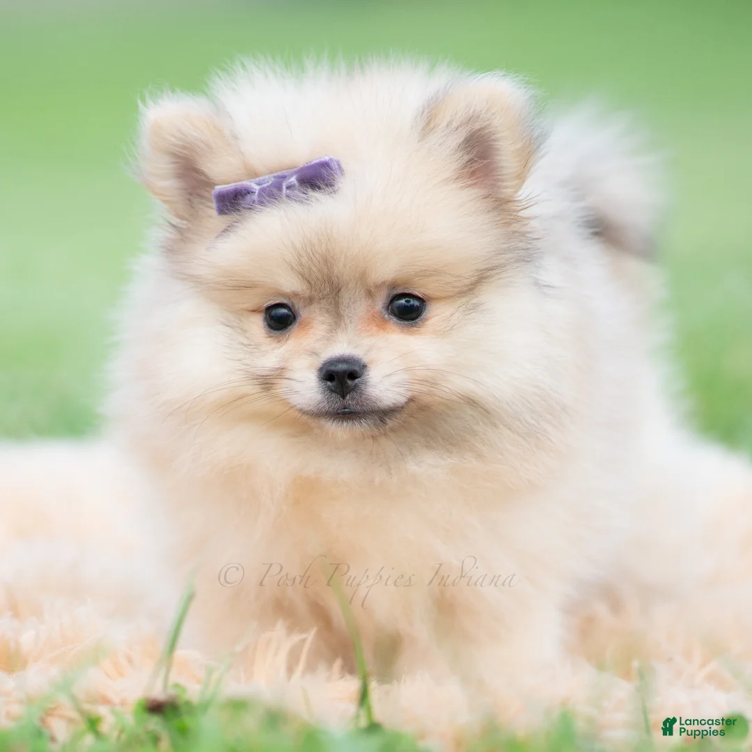 Pomeranian dogs for sale: Josephine - Ad 2