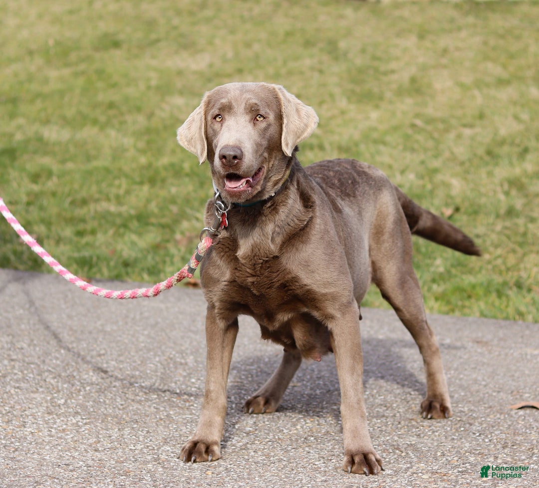 Labrador Retriever dogs for sale: Holly - Ad 9