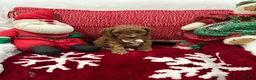 Mini Goldendoodle dogs for sale: Petite Mini Goldendoodle Cooper - Ad 5