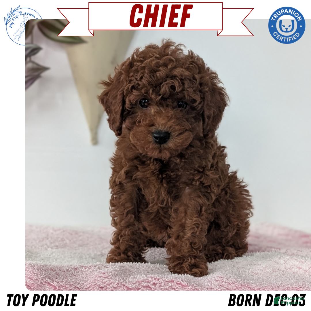Toy Poodle dogs Chief - Ad 37