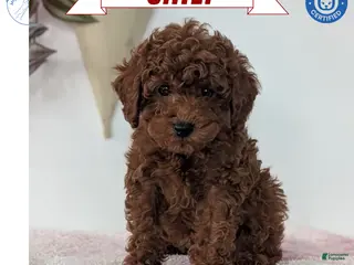 Toy Poodle dogs Chief - Ad 37