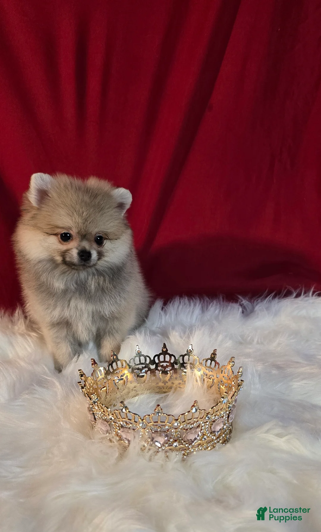 Pomeranian dogs for sale: Pomeranian 1 - Ad 1