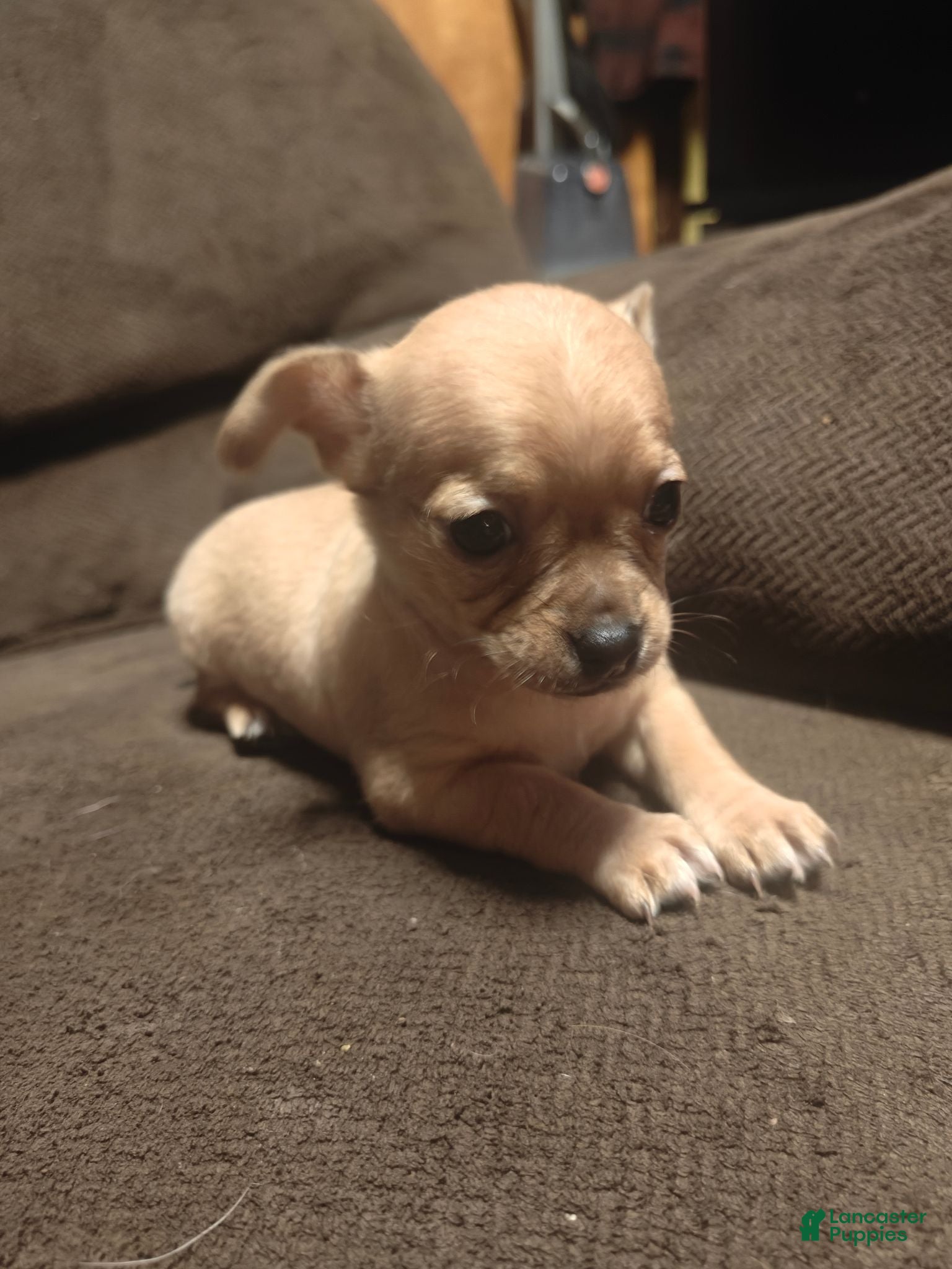 Chihuahua dogs Chihuahua 1 F - Ad 1