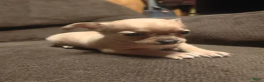 Chihuahua 1 F