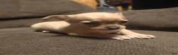Chihuahua dogs for sale: Chihuahua 1 F - Ad 1