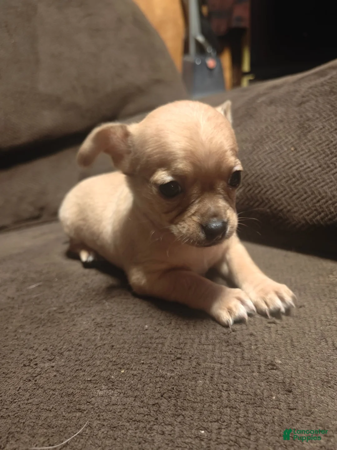 Chihuahua dogs for sale: Chihuahua 1 F - Ad 1