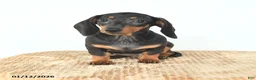 Miniature Dachshund dogs for sale: Sadie - Ad 2