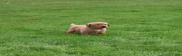 Labrador Retriever dogs for sale: Buster - Ad 2