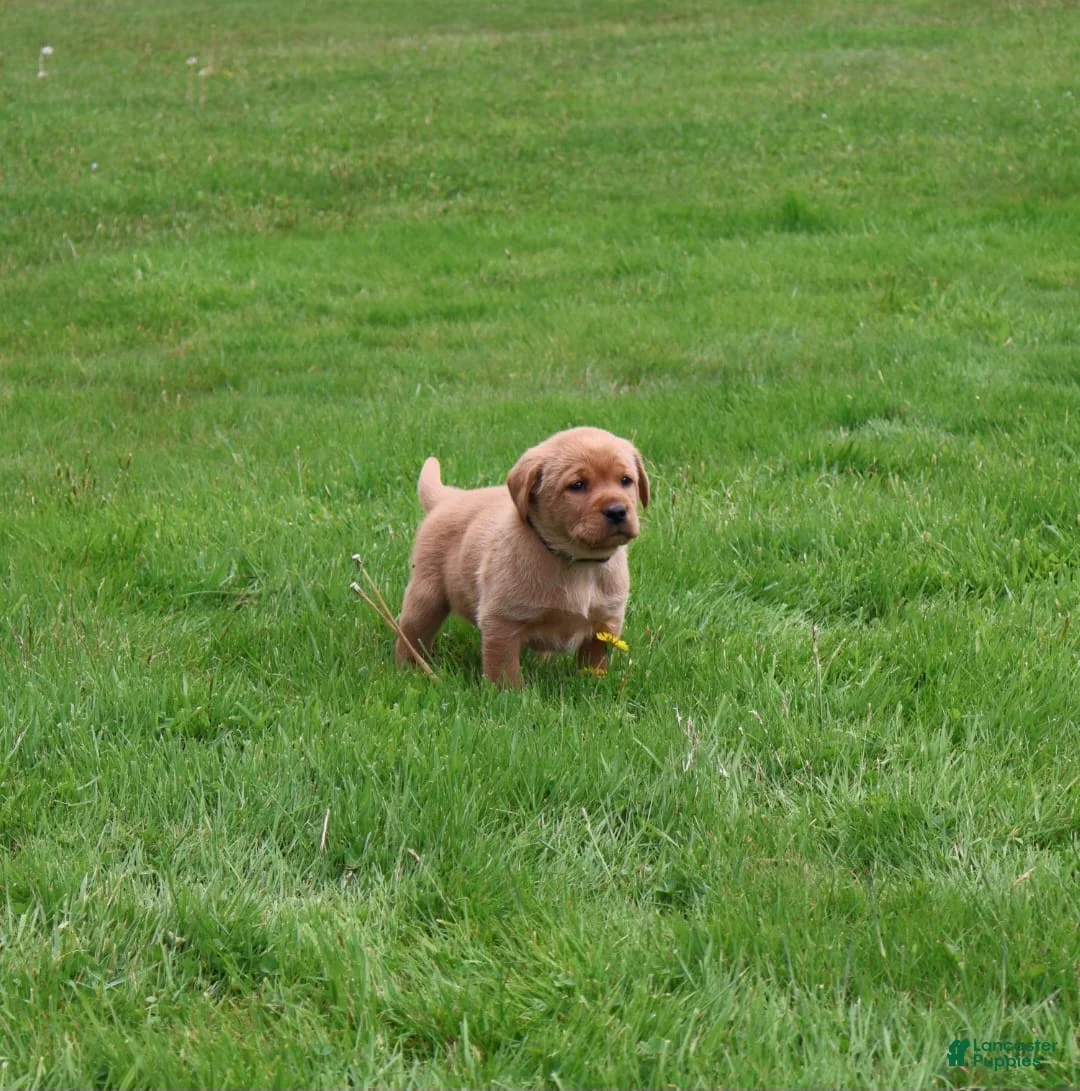 Labrador Retriever dogs for sale: Buster - Ad 2