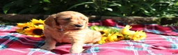 Mixed Breed dogs for sale: Simon- Irish Goldendoodle  - Ad 6