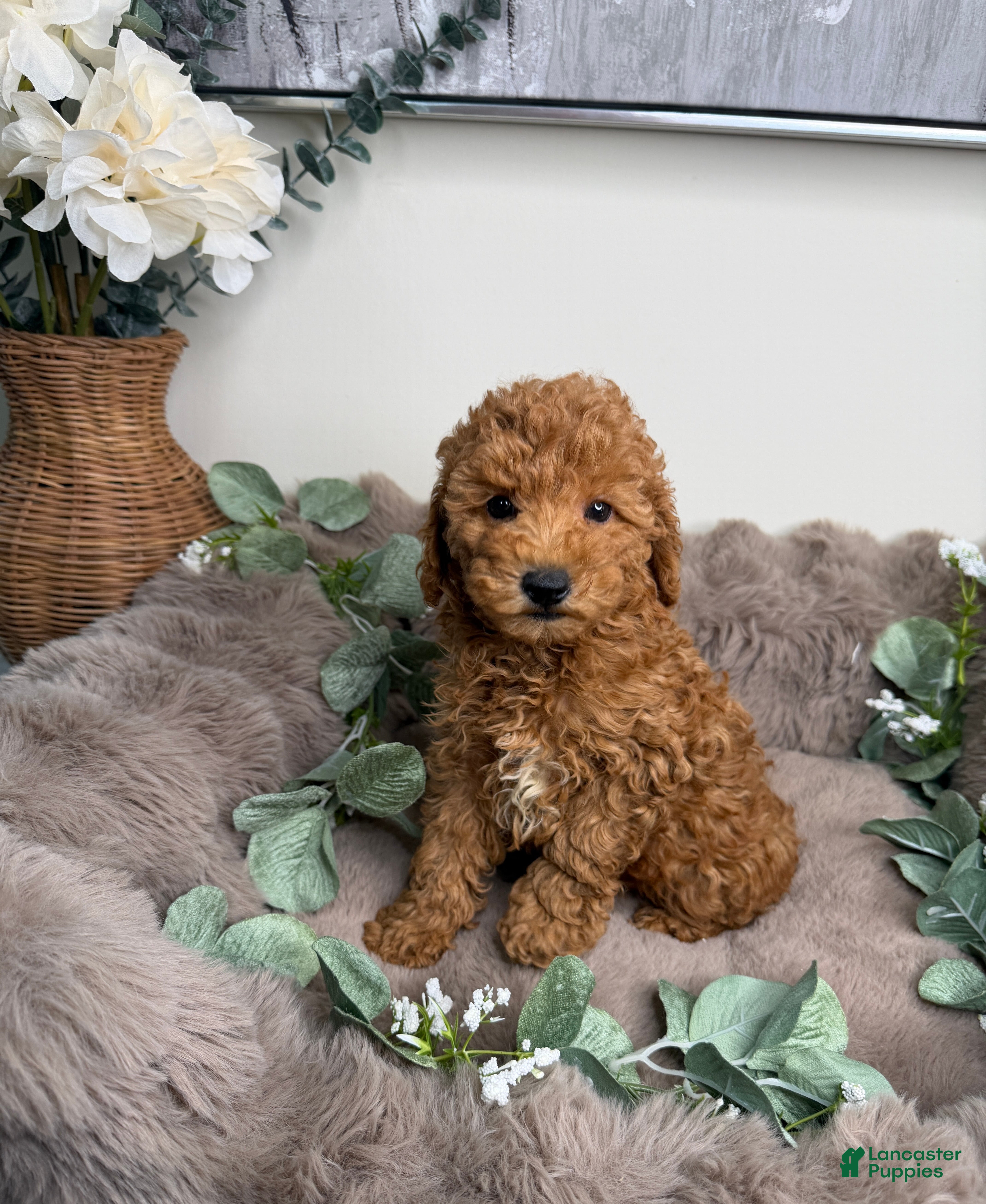 Mini Goldendoodle dogs Honey 🍯 | Female Goldendoodle Puppy - Ad 1