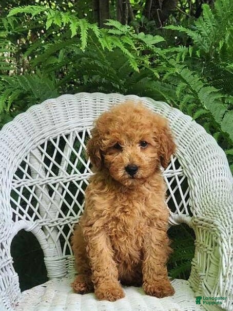 Miniature Poodle dogs Lila - Ad 2