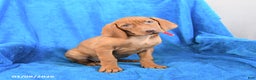 Vizsla dogs for sale: Sasha - Ad 2