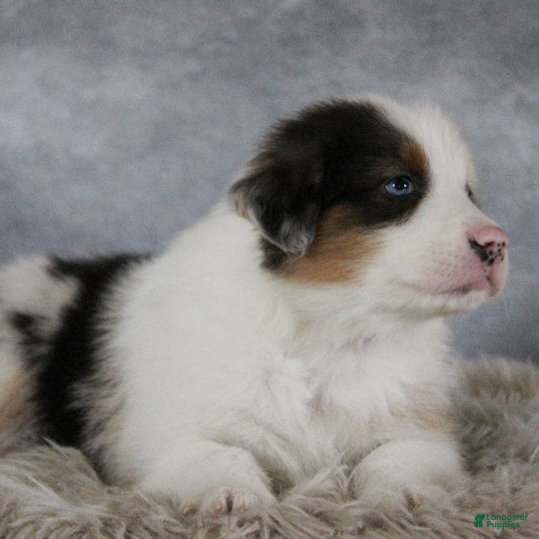 Australian Shepherd dogs for sale: Theo - Ad 4