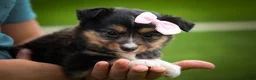 Mixed Breed dogs for sale: Goldie Mae🎀 - Ad 11