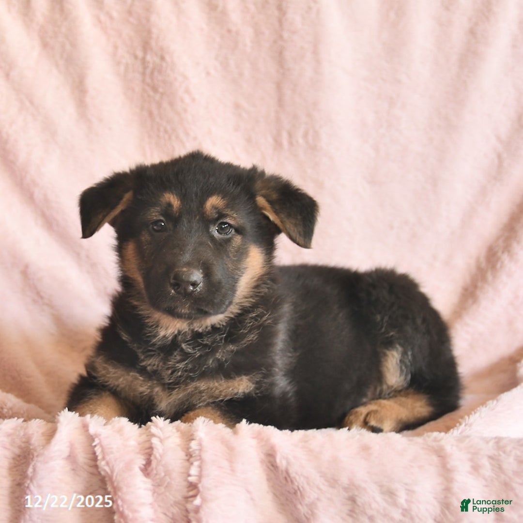 German Shepherd dogs for sale: Banjo  - Ad 4