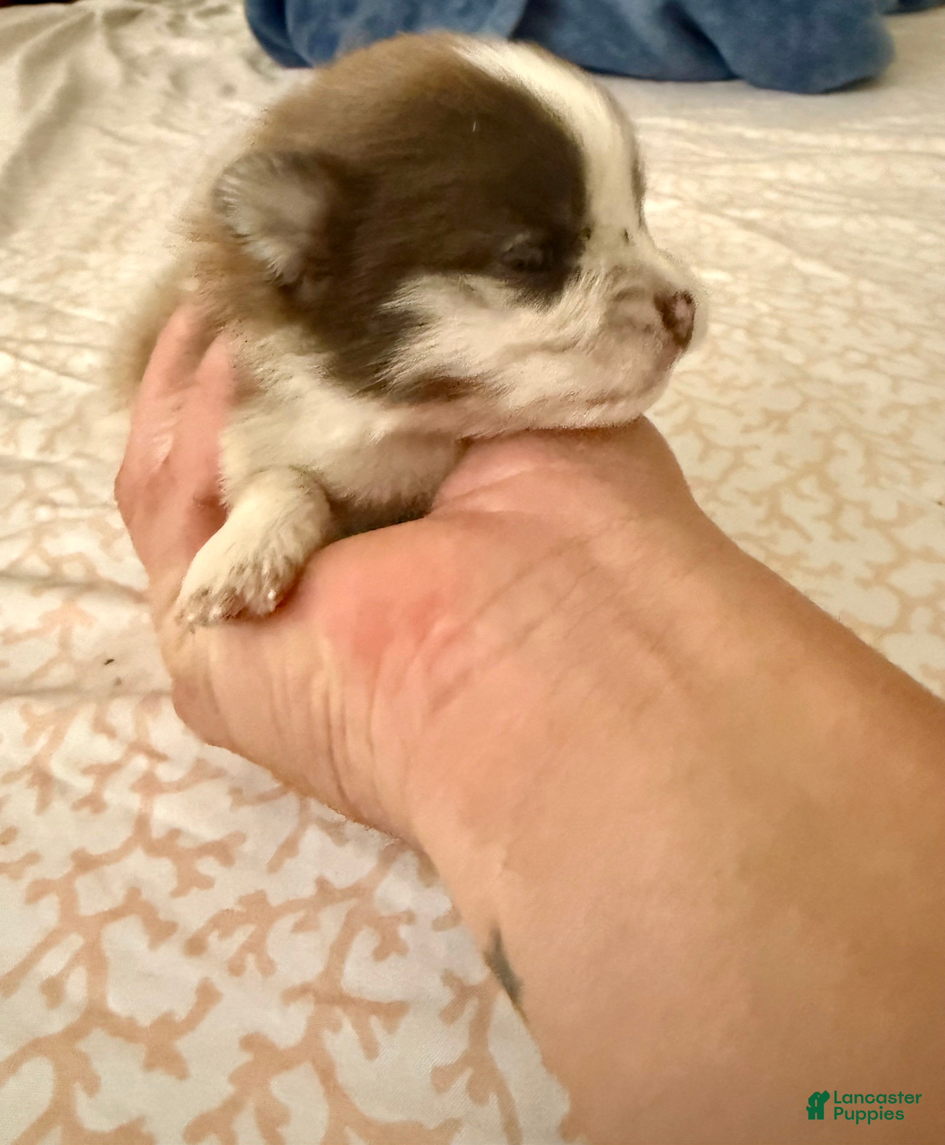 Pomeranian dogs Rusty - Ad 16