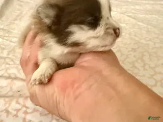 Pomeranian dogs Rusty - Ad 16