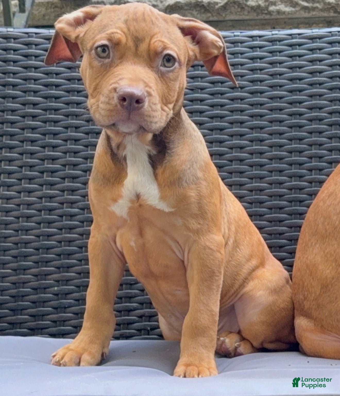 American Pit Bull Terrier dogs American Pit Bull Terrier 3 - Ad 21