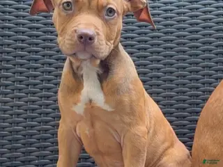 American Pit Bull Terrier dogs American Pit Bull Terrier 3 - Ad 13