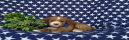 Miniature Poodle dogs for sale: Santiago  - Ad 5