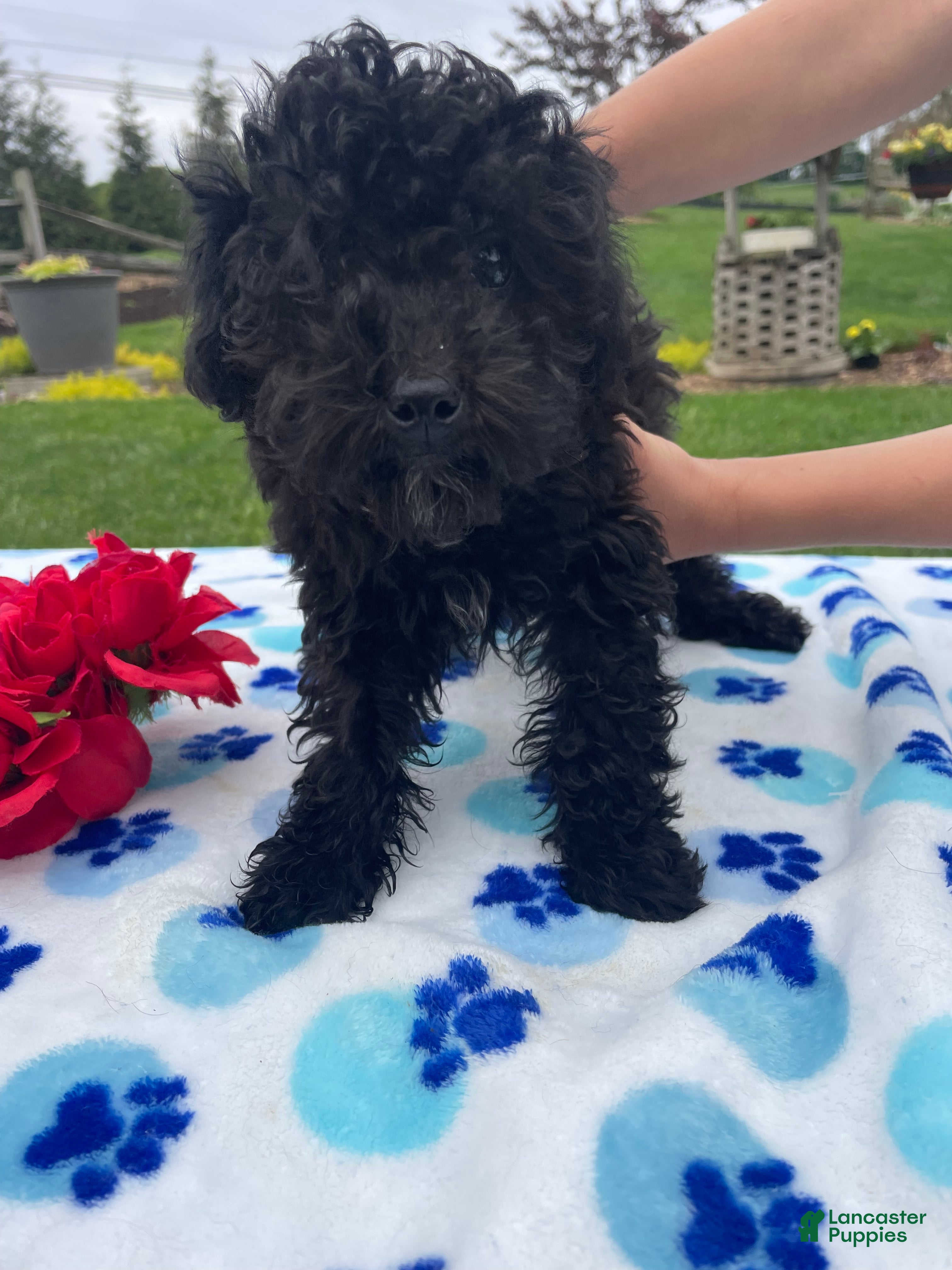 Toy Poodle dogs Astro 5lbs - Ad 14