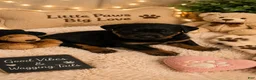 Rottweiler dogs for sale: Rottweiler 3 - Ad 4