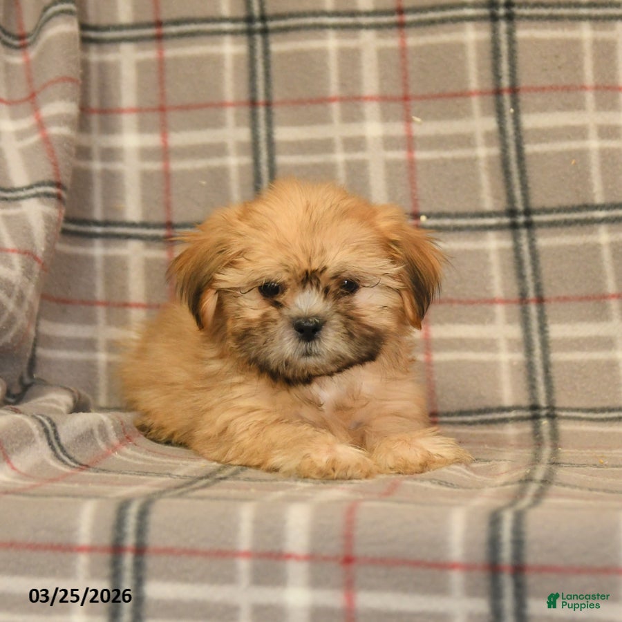 Shih Tzu dogs Zachary - Ad 2