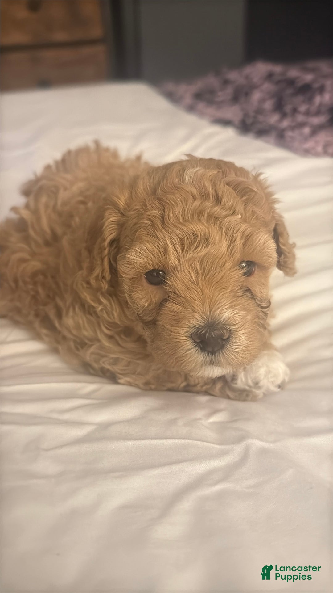 Maltipoo dogs for sale: Maltipoo Puppy 1 - Ad 4