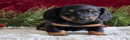Miniature Dachshund dogs for sale: Kate - Ad 2