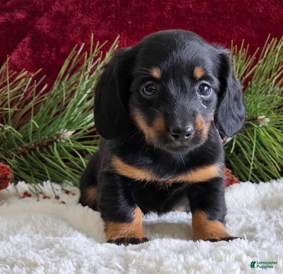 Miniature Dachshund dogs for sale: Kate - Ad 2