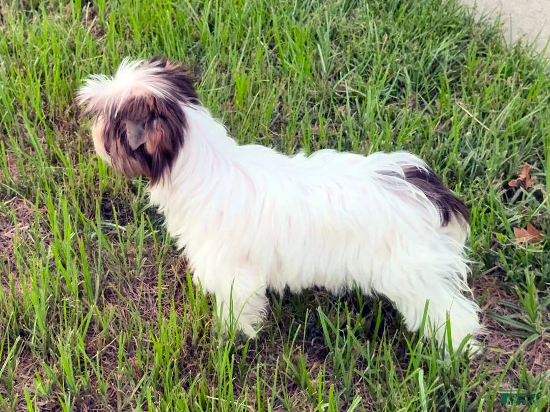 Yorkshire Terrier dogs for sale: Cocobean - Ad 3