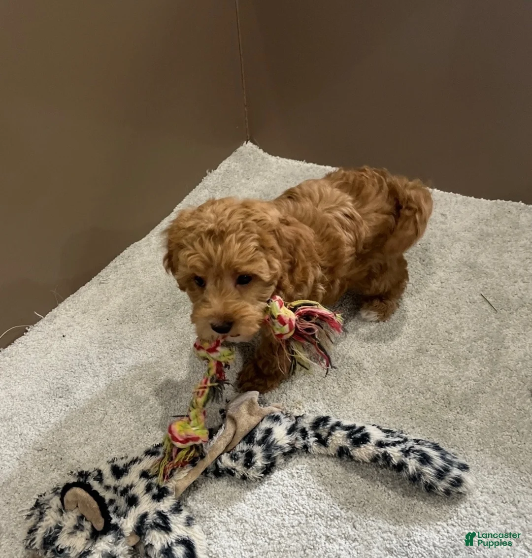 Goldendoodle dogs for sale: Daisy - Ad 9