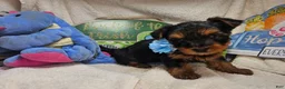 Yorkshire Terrier dogs for sale: Sly Stalone  - Ad 1