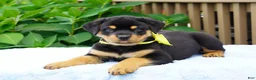 Rottweiler dogs for sale: RAMBO - Ad 1