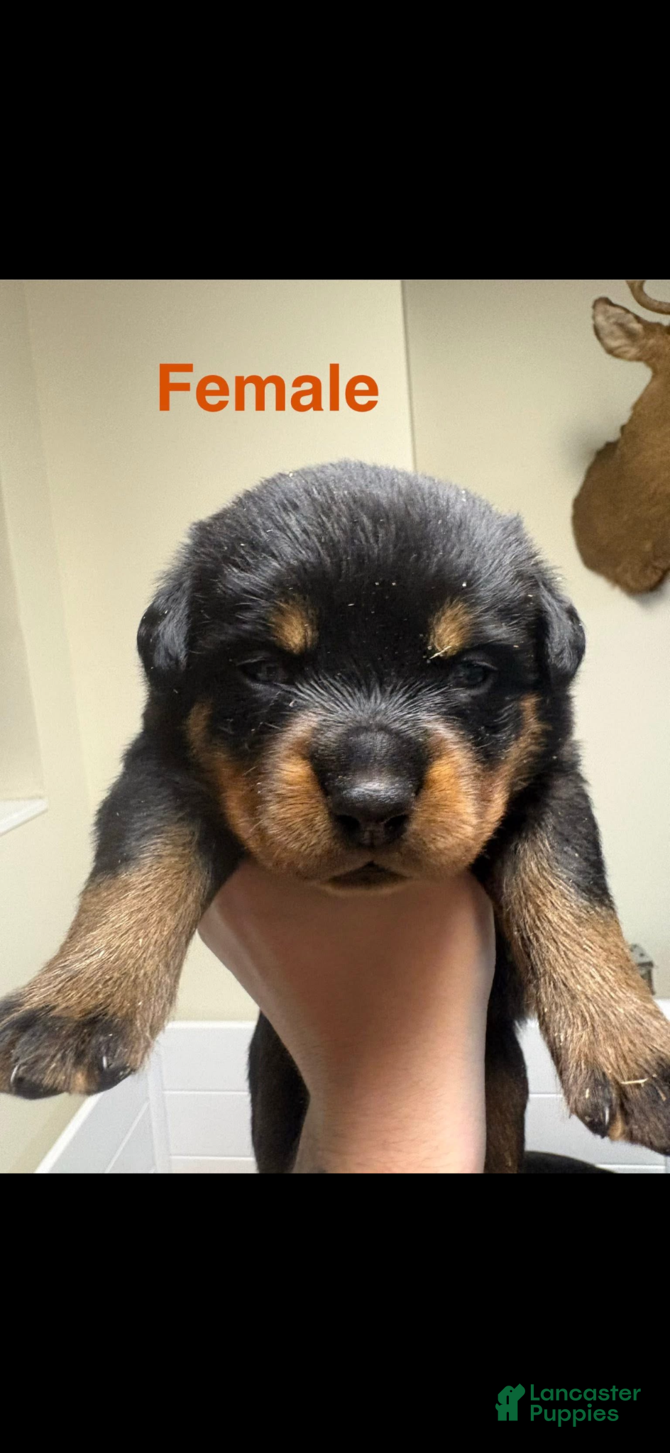 Rottweiler dogs Rottweiler Puppy 7 - Ad 27