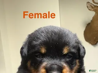 Rottweiler dogs Rottweiler Puppy 7 - Ad 27