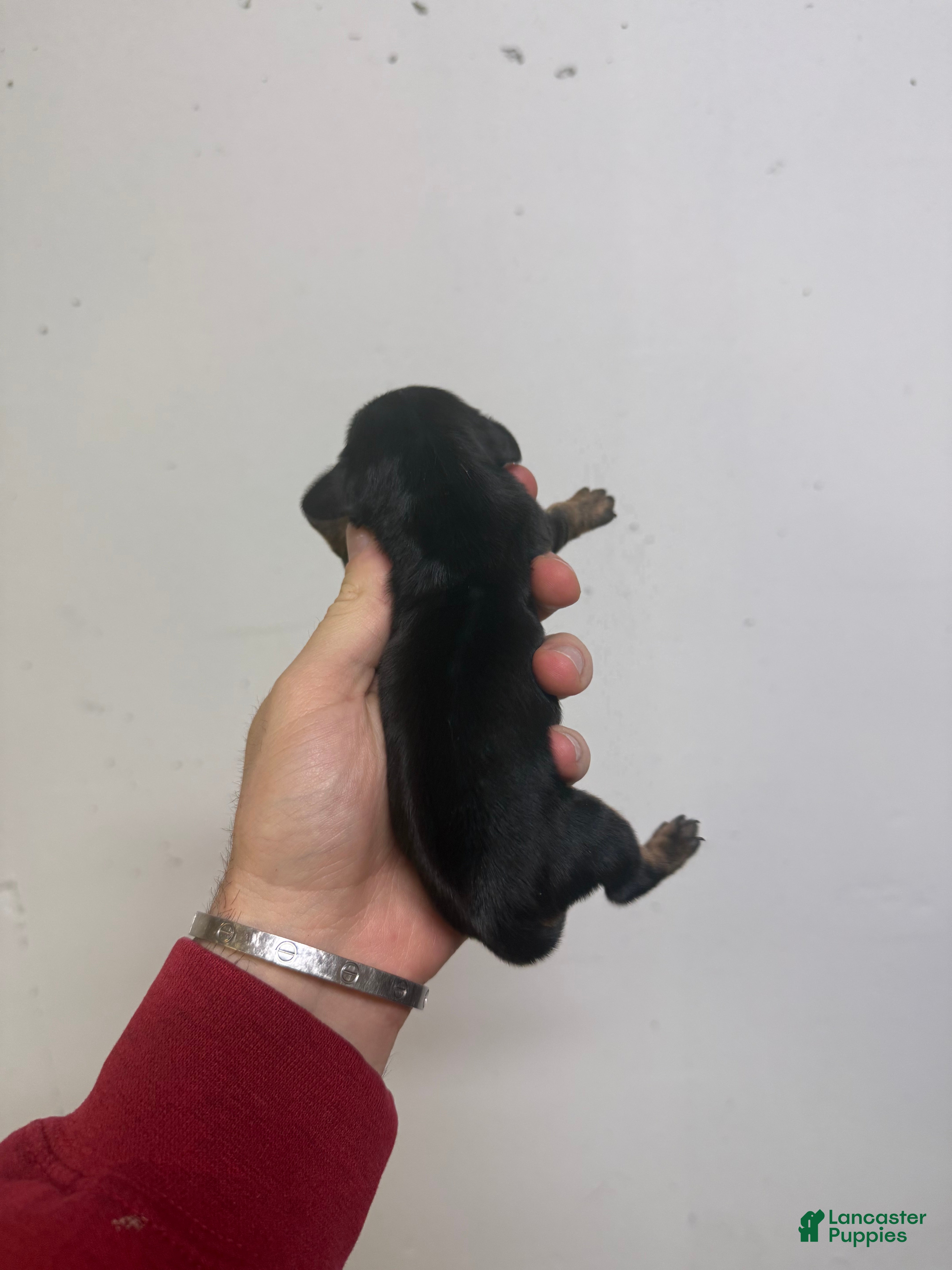 Miniature Dachshund dogs Casey  - Ad 21