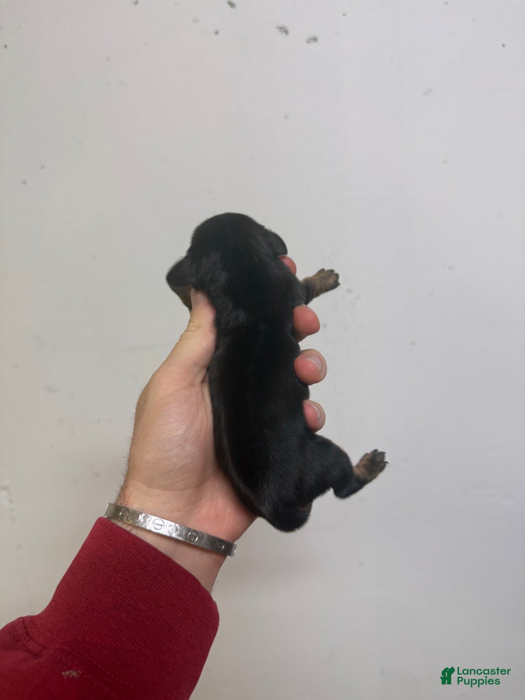Miniature Dachshund dogs for sale: Casey  - Ad 1