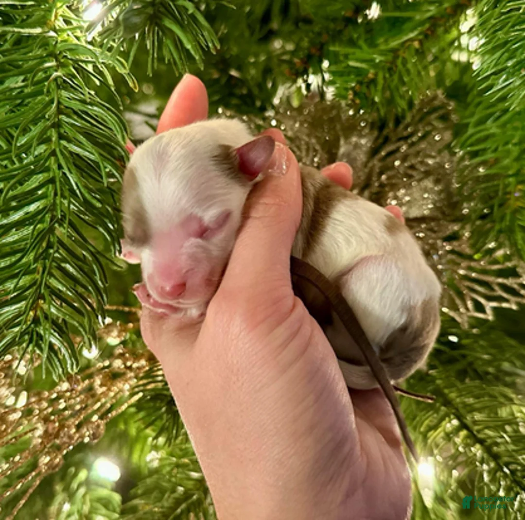 Aussiedoodle dogs for sale: Will The Wise - Ad 4