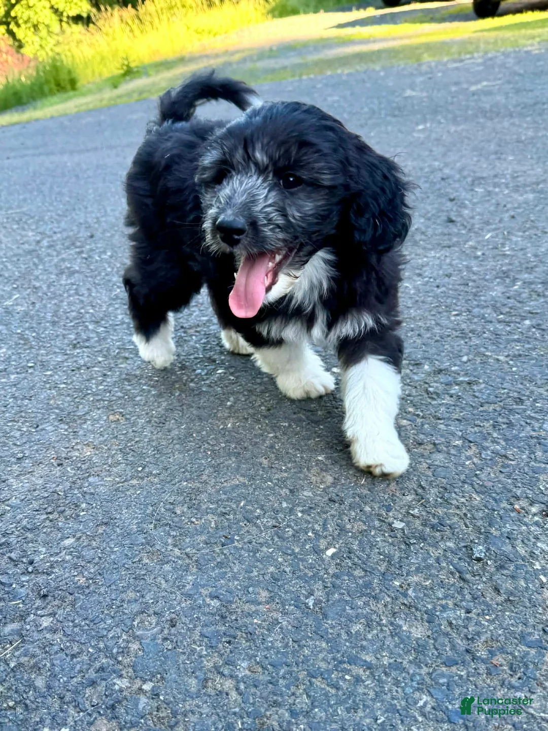 Mini Aussiedoodle dogs for sale: Mini Aussiedoodle 4 Taco - Ad 2