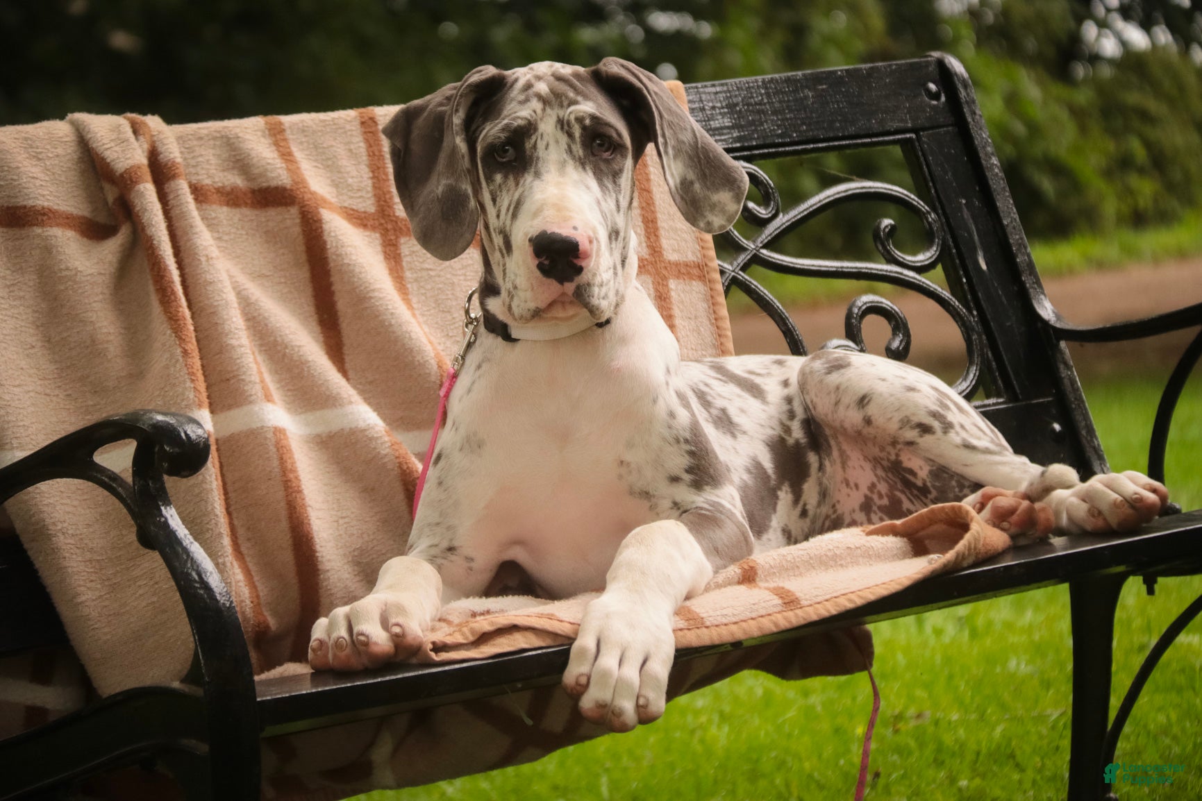 Great Dane dogs Stella - Ad 1